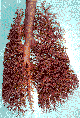 Kunststoffmodell der Lunge eines Säugetieres
